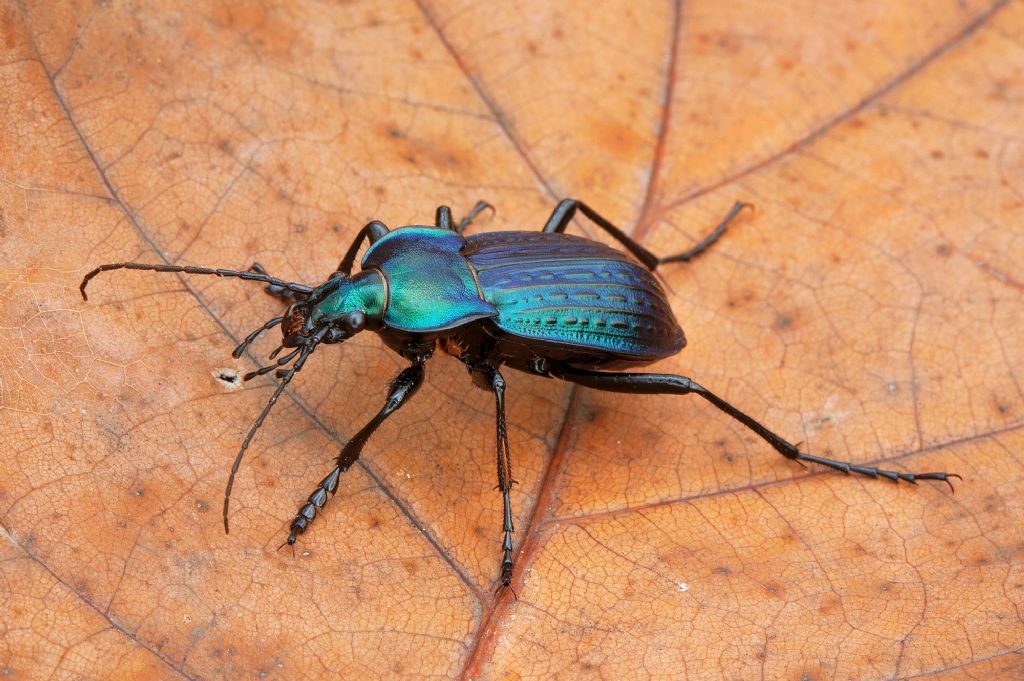 Carabus cancellatus - ememplare blu